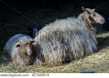 Hungarian Breed Racka Sheep With Twisted Horn