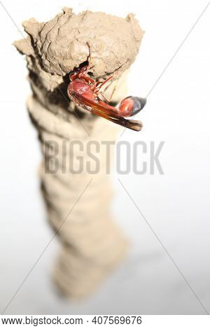 High Angle Shot Of A Wasp Building Its Hive For The Eggs.