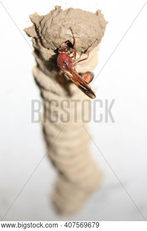 High Angle Shot Of A Wasp Dedicated To Building Its Hive.