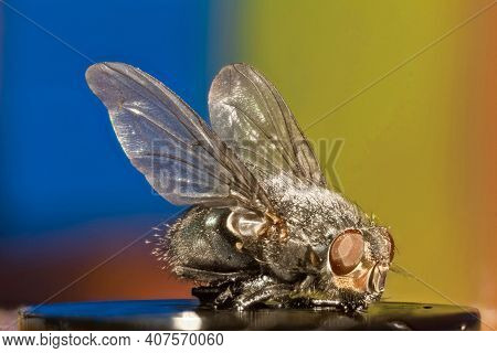 Fly Extreme Macro Shot On Trendy Neon Background. Super Sharp And Detailed View Of Fly Taken With Su