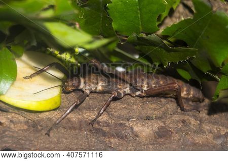 A Giant Spiny Stick Insect Is Eating An Apple
