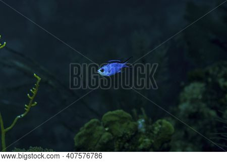 Blue Chromis Swimming Over The Coral Reef