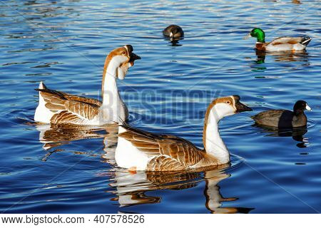 Goose On A Lake, Bird Grey Lag Goose