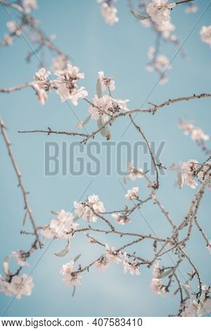 Hello, Spring. Abstract Dreamy Image Of Spring. Blurred White Cherry Blossoms Tree On Blue Sky Backg