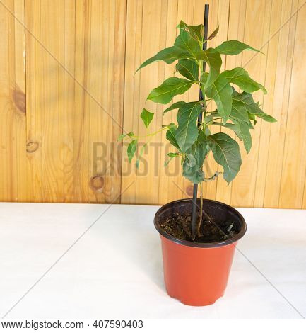 Eucalyptus Deglupta - Rainbow, Young Tree In The Pot - Wooden Background And Copy Space.