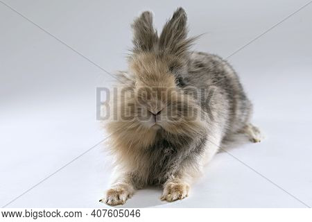 Adorable Lionhead Rabbit With Mixed Chocolate Colored Furr