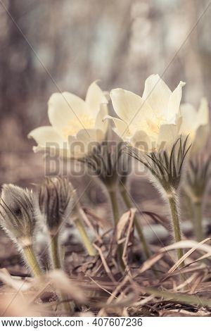 Spring Pulsatilla Flower In Nature, Natural . Botanical Floral Scene With Blooming Snowdrop Outside.