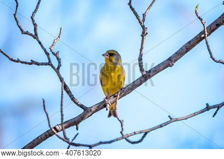Green And Yellow Songbird, European Greenfinch Sitting On A Branch In Spring. The European Greenfinc
