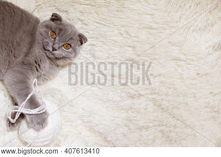 A Lop-eared Scottish Cat Plays With Balls Of Yarn. An Animal On A White Background. Fun For Pets