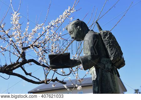 The Statue Of Kinjiro Ninomiya And Japanese Apricot Blossoms.