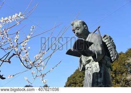 The Statue Of Kinjiro Ninomiya And Japanese Apricot Blossoms.