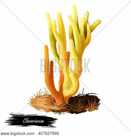 Clavariaceae Or Coral, Antler Or Spaghetti Fungi, Worm Mold Mushroom Digital Art Illustration. Bolet