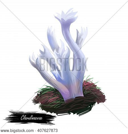 Clavulinaceae Mushroom Closeup Digital Art Illustration. Boletus Has White Fruit Body And Grows On C