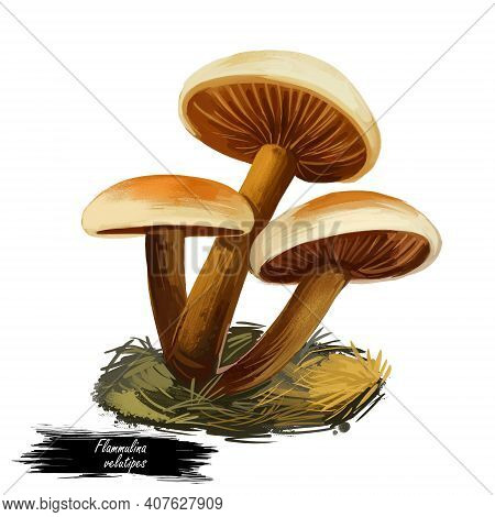 Flammulina Velutipes, Winter Fungus Or Futu, Velvet Foot, Stem Or Shank, Seafood Mushroom Closeup Di