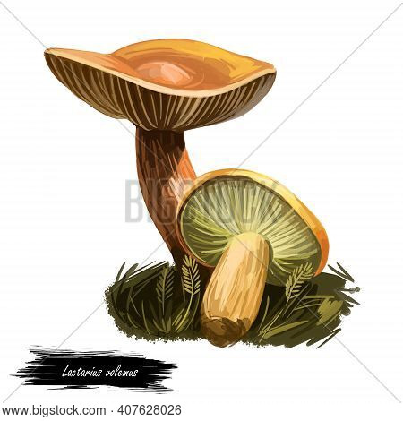 Lactarius Or Lactifluus Volemus, Weeping Milk Cap Mushroom Closeup Digital Art Illustration. Yellow 