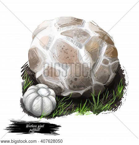 Western Giant Puffball Or Calvatia Booniana Mushroom Closeup Digital Art Illustration. Boletus Has R