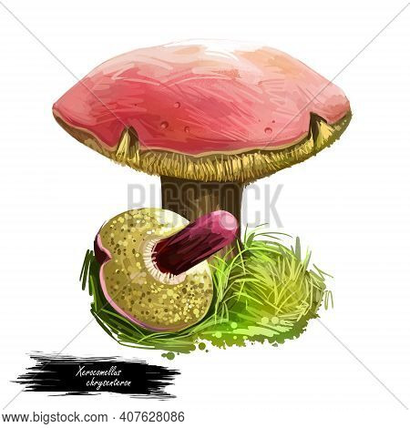 Xerocomellus Or Xerocomus Chrysenteron Mushroom Closeup Digital Art Illustration. Boletus Has Light 