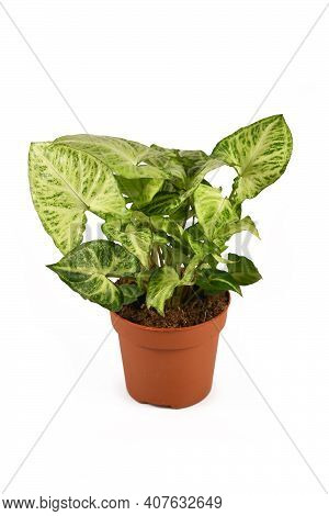 Tropicalhouseplant With Botanic Name Syngonium Podophyllum Arrow In Flower Pot Isolated On White Bac