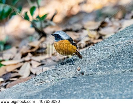 A Daurian Redstart, Phoenicurus Auroreus, Stands On A Paved Walking Path In A Park Near Yokohama, Ja