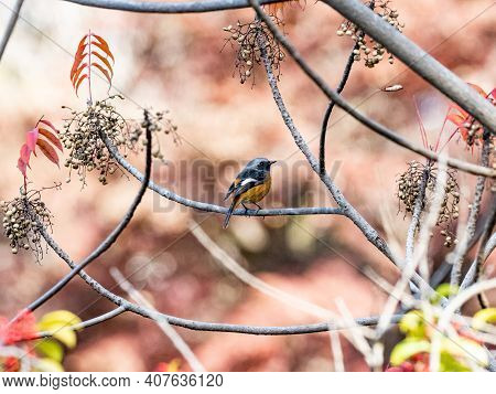 A Daurian Redstart, Phoenicurus Auroreus, Perches In A Tree In A Park Near Yokohama, Japan.