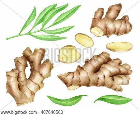 Ginger Root With Slices And Leaves Set. Hand Drawn Watercolor Ginger Rhizome Illustration Isolated O