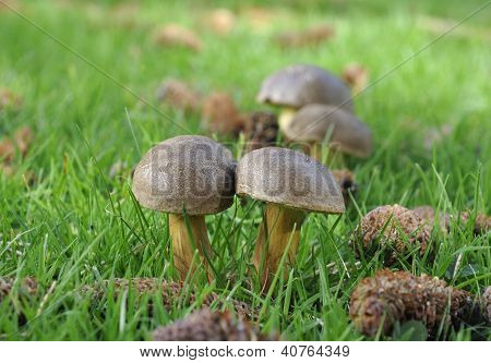 Matt Bolete grzybów