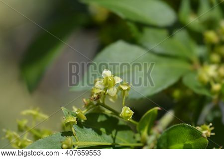 Compact Burning Bush - Latin Name - Euonymus Alatus Compactus