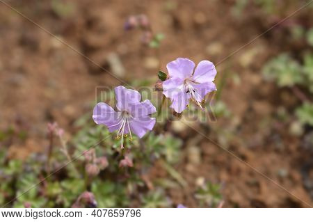 Dalmatian Cranesbill - Latin Name - Geranium Dalmaticum