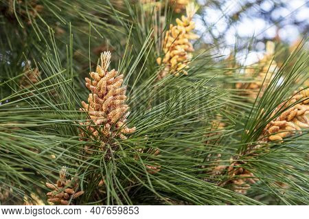 Young Pine Cone On A Young Evergreen Coniferous Tree In The Forest. Close Up