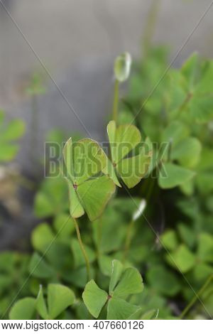 Four Leaf Pepperwort - Latin Name - Marsilea Quadrifolia
