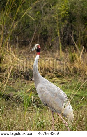Sarus Crane Or Grus Antigone Portrait In Natural Green Background During Outdoor Safari Excursion At