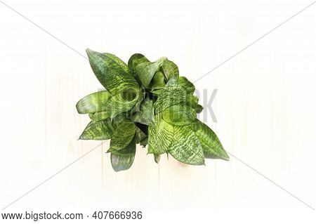 Sansevieria Trifasciata Hahnii - Houseplant In A Brown Pot On A White Background. View From Above.
