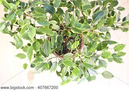 Indoor Plant Ficus Benjamin, Top View. Soft Selective Focus. Indoor Plant For Indoor Floriculture An
