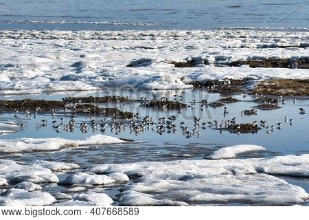 Many Shorebirds Eating On The Shallow With The Ice And Snow.     Delta Bc Canada