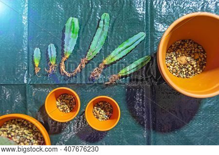 Several Open Rooted Cacti Ready To Be Transplanted Into New Soil And Clay Pots