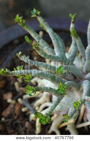 Adenium obesum
