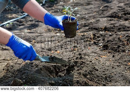 Process Of Planting A Plant In The Ground For Growing Organic Vegetables, A Gloved Hand Digs A Hole 
