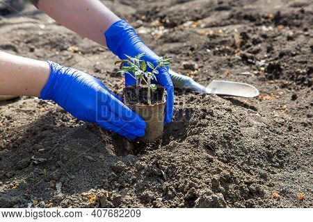 The Gardener's Hands In Gloves Lower The Tomato Sower In An Organic Pot Into The Pit The Process Of 