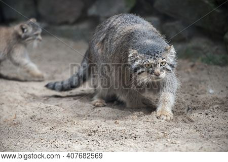 Pallas's Cat (otocolobus Manul). Manul Is Living In The Grasslands And Montane Steppes Of Central As