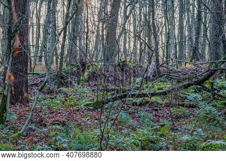 Abundant Bare Trees On A Ground With Green Ferns And Wild Plants In Dal Van De Roodebeek, Dutch Natu