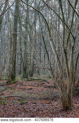 Bare Trees With Thin Trunks And Branches In A Dutch Nature Reserve On Ground With Green Hints Of Wil