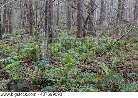 Green Ferns, Wild Plants Between Tree Trunks In Dal Van De Roodebeek, Dutch Nature Reserve, Winter D