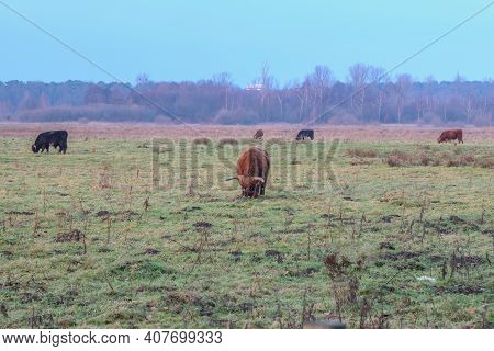 Highland Cows Grazing In Green Grass And Heather With Trees In The Background In Schinveldse Bossen,