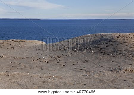 Panorama Of The Magdalena Island