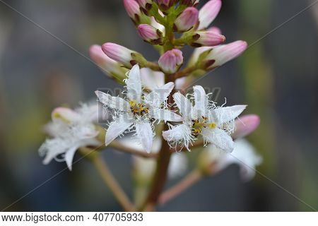 Common Bogbean - Latin Name - Menyanthes Trifoliata