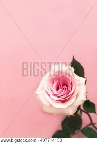 Modern Floral Background. Biophilic Design Or Colors Of Nature. Mood Boosting Color.  Template Mock 