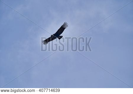 Andean Condor, Vultur Gryphus, Soaring Over The Colca Canyon In The Andes Of Peru Close To Arequipa.