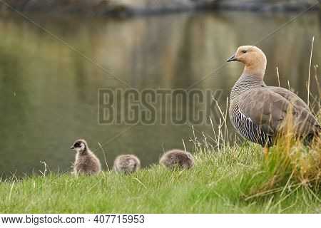 Chloephaga Picta, Upland Goose Or Magellan Goose Is A Sheldgoose Subfamily Of The Anatidae. Family W
