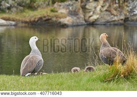 Chloephaga Picta, Upland Goose Or Magellan Goose Is A Sheldgoose Subfamily Of The Anatidae. Family W
