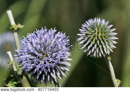 Echinops, Violet Blossom Of A Globe Thistle. Macro Shot With Shallow Depth Of Field